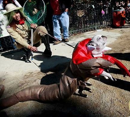 Costume pentru animale de Halloween - toate distractiv!