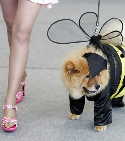 Costume pentru animale de Halloween - toate distractiv!