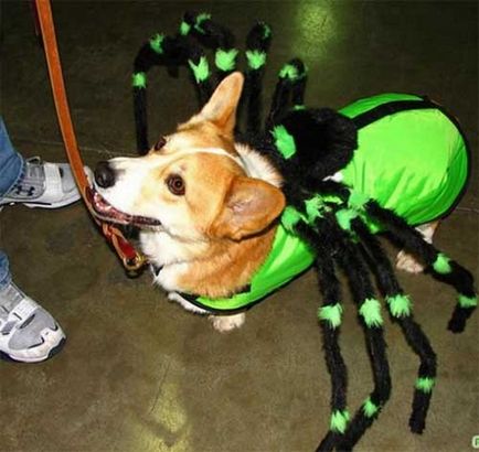 Costume pentru animale de Halloween - toate distractiv!