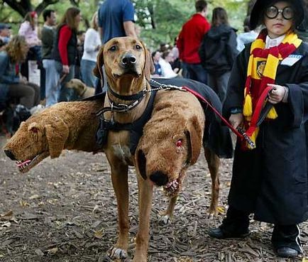 Costume pentru animale de Halloween - toate distractiv!