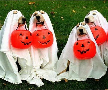 Costume pentru animale de Halloween - toate distractiv!