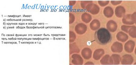 Țesuturile hemostatice