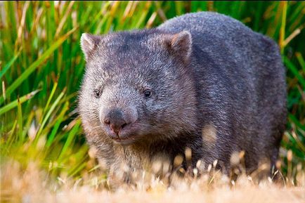 Cine este Wombat cum arată și unde trăiește?