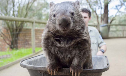 Cine este Wombat cum arată și unde trăiește?