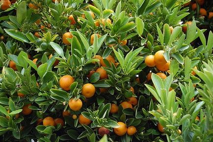 Kumquat este o rudă de portocal