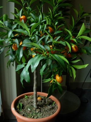 Kumquat este o rudă de portocal