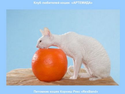 Cumpărați o pisică de rasă Cornish Rex în rexband canisa