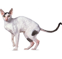 Vásárolja cica Cornish Rex a kennelben rexband