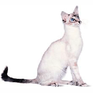 Cumpărați o pisică de rasă Cornish Rex în rexband canisa