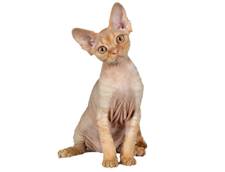 Cumpărați o pisică de rasă Cornish Rex în rexband canisa