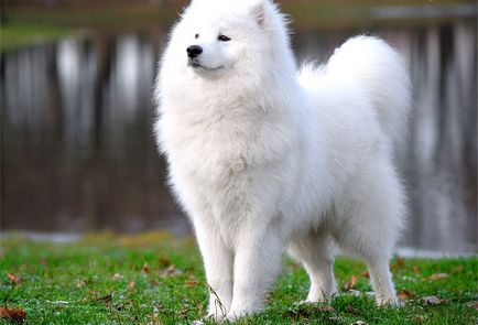 Cumpără Samoyed Laika - un ghid în alegerea