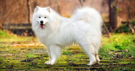 Vásárolja szamojéd husky - útmutató a kiválasztás (vásárolni) Vásárolja szamojéd husky - útmutató a kiválasztási