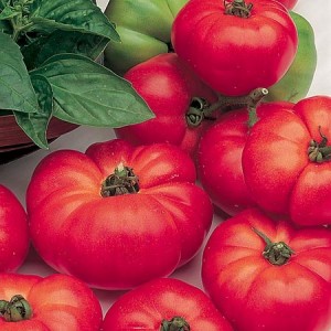 Cumpara seminte de tomate marfa f1 la un pret rezonabil cu livrare, pret, recenzii, poze - moscow