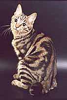 Kuril Bobtail fajta története - fajta macskák