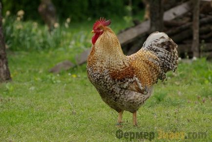 Csirkék tenyészteni bilefelder jó hús és a tojás termelési teljesítmény