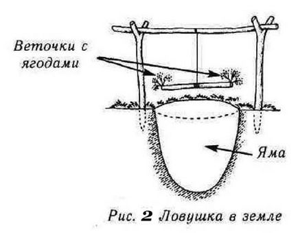 Пастки на борову дичину