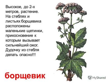 Кращі народні засоби від опіків - як лікувати опіки від сонця і окропу