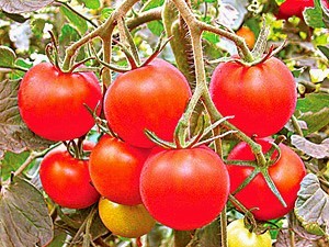 Кращі помідори - сорти для України