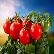 Кращі помідори - сорти для України