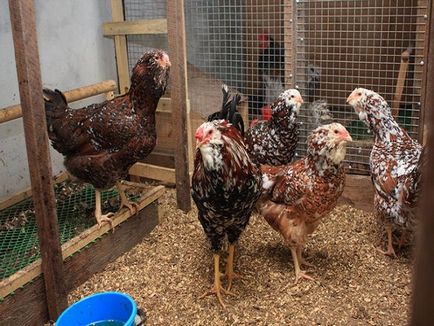 Cele mai bune rase de găini ouătoare pentru reproducere în Ucraina