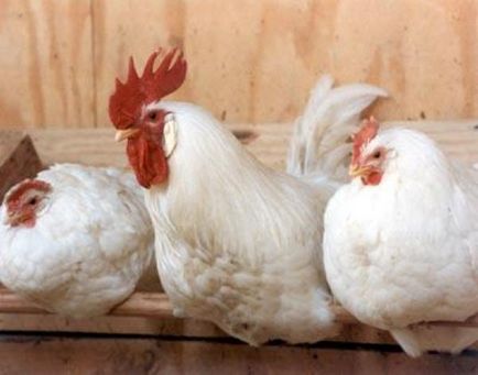 Cele mai bune rase de găini ouătoare pentru reproducere în Ucraina