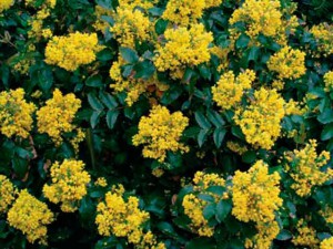 Oregon Grape, gyönyörű cserje - ültetés, gondozás, fotó