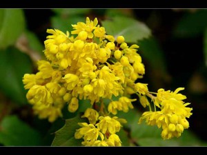 Mahony papular, frumos Bush - plantare, îngrijire, fotografie