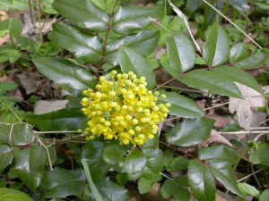 Mahony papular, frumos Bush - plantare, îngrijire, fotografie