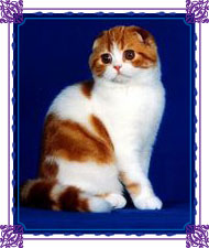 Marmorensy - scottish fold & amp; pisici drept scotti