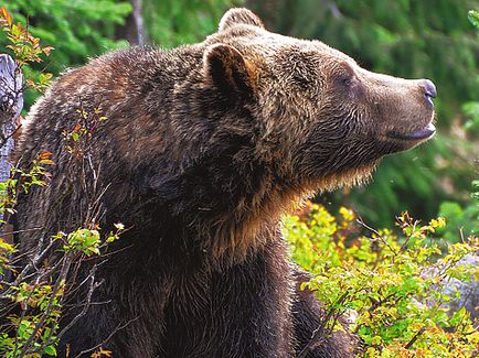 Медведю закон не писаний - полювання