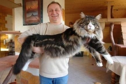 Maine Coon - animale de companie