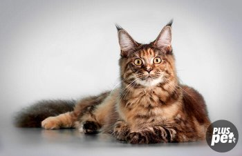 Maine Coon fotografie, descrierea rasei și conținutul acasă