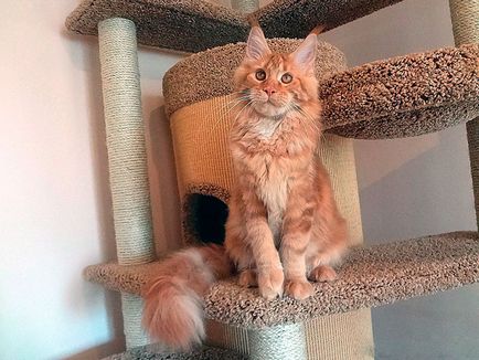 Maine Coon - fotografie, descriere, caracter, conținut, alimente, cumpăra