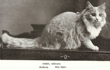 Maine Coon - fotografie, descriere, caracter, conținut, alimente, cumpăra