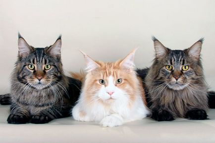 Maine Coon - fotografie, descriere, caracter, conținut, alimente, cumpăra