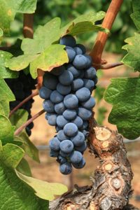 Мілдью і оїдіум винограду заходи боротьби і профілактичні роботи
