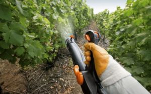Peronoszpóra és lisztharmat szőlő ellenőrzési intézkedések és megelőző munkát