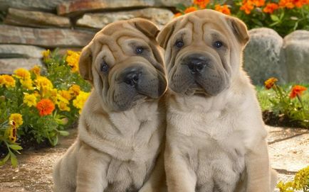 Mini Shar Pei (miniatura, pitic)