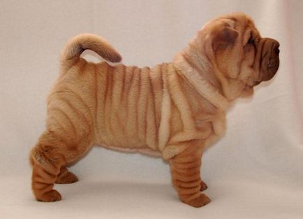 Mini Shar Pei (miniatura, pitic)