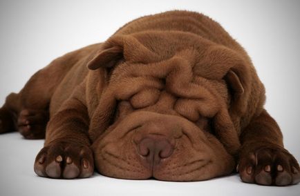 Mini Shar Pei (miniatura, pitic)