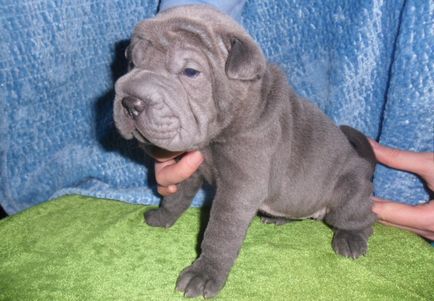 Mini Shar Pei (miniatura, pitic)