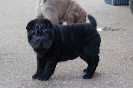 Mini Shar Pei (miniatura, pitic)