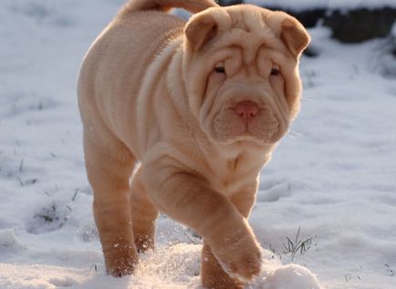 Mini Shar Pei (miniatura, pitic)