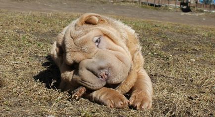 Mini Shar Pei (miniatura, pitic)