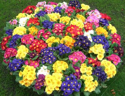 Многогодишни цветя за Урал цъфтят през цялото лято снимката и името
