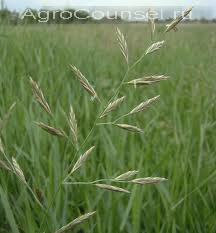 Багаторічні злакові трави, agrocounsel