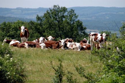 Montbeliard (Monbeliard) rasă de vaci caracteristică, fotografie