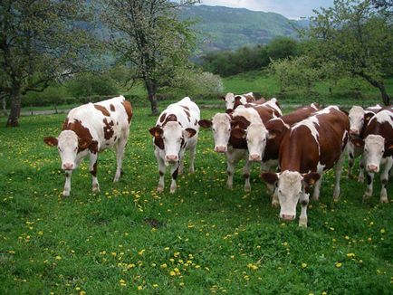 Montbeliard (Monbeliard) rasă de vaci caracteristică, fotografie