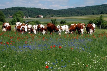 Montbeliard (Monbeliard) rasă de vaci caracteristică, fotografie