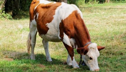 Монбельярдская порода корів характеристика